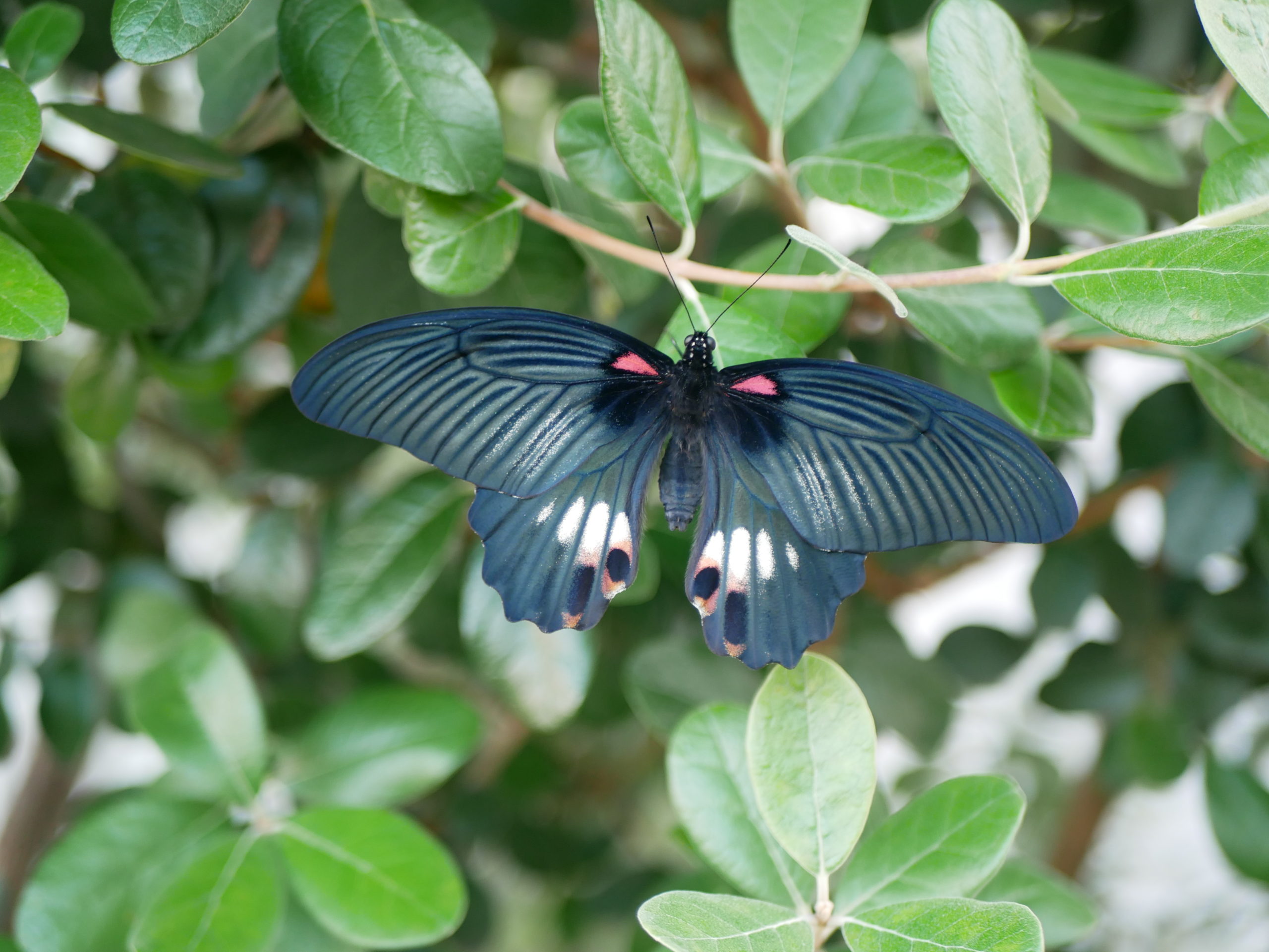 ナガサキアゲハ（メス）の写真 | アオムシを育てて、アゲハチョウになった