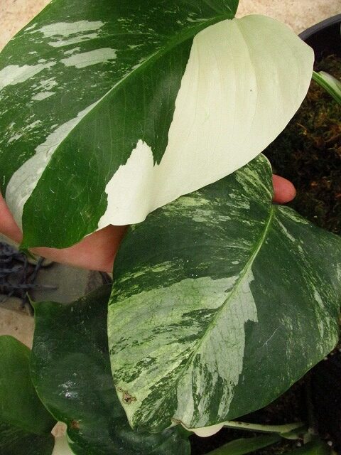 モンステラ ボルシギアナ セブブルーミント(Monstera deliciosa var