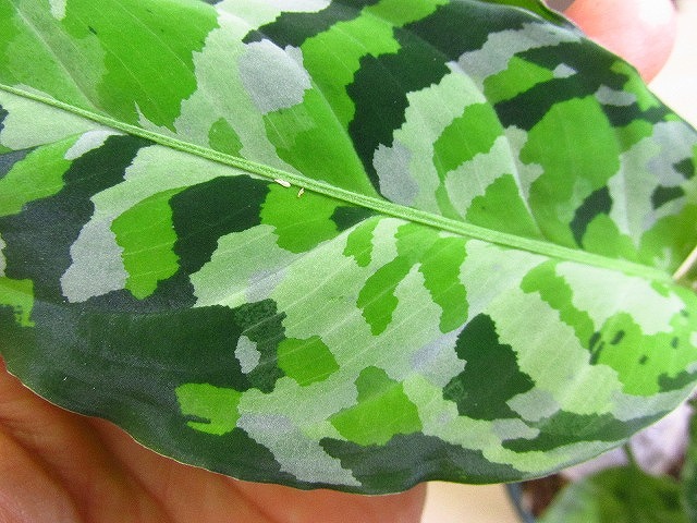 アグラオネマ アンダマン ポートブレア 北部地域産 タイプ2 | 希少