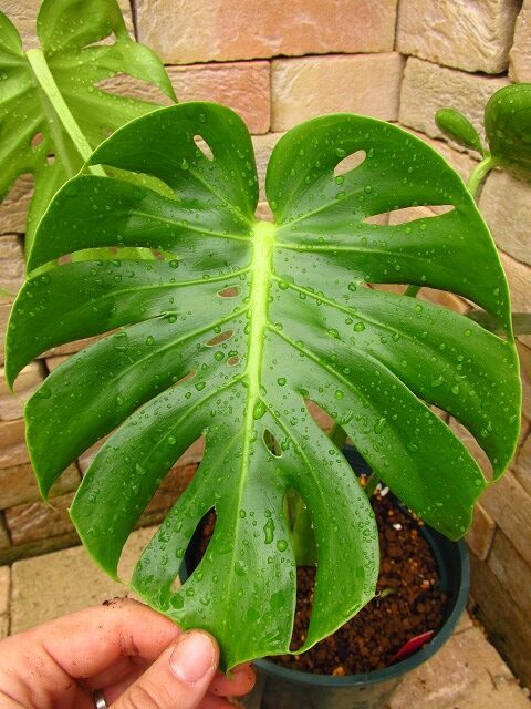 モンステラ デリシオーサ 福助 実生(Monstera deliciosa var.Fukusuke