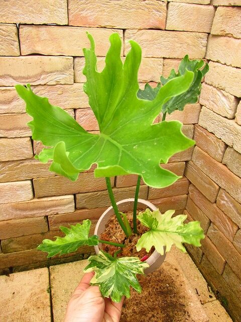 フィロデンドロン セローム ド鮮明斑入り(Philodendron selloum