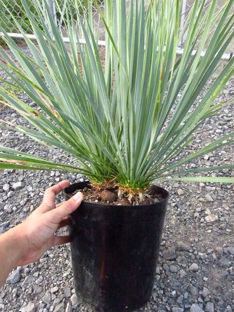 ユッカ ロストラータ ダブルヘッドの極美個体(Yucca rostrata Double