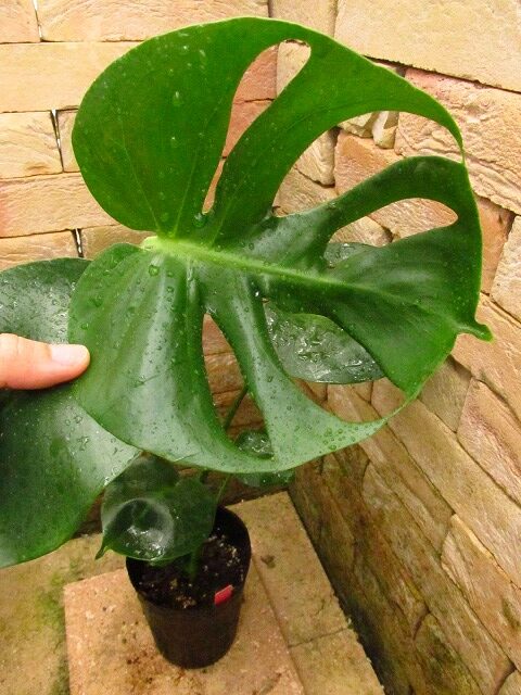 モンステラ デリシオーサ 福助 実生(Monstera deliciosa var.Fukusuke