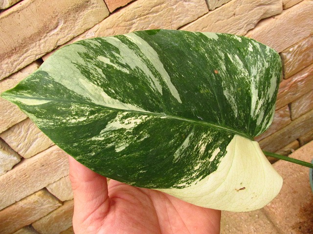 モンステラ ボルシギアナ セブブルーミント(Monstera deliciosa var