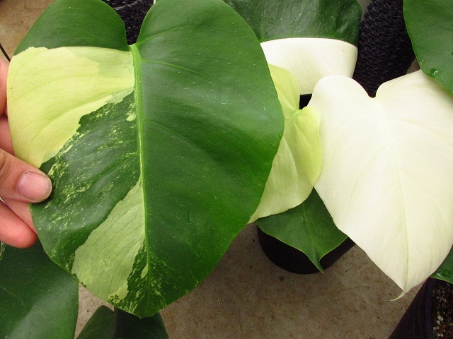 モンステラ ボルシギアナ セブブルーミント(Monstera deliciosa var