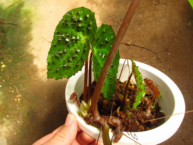 ベゴニア フェロックス(Begonia ferox) | 希少植物の販売 アグラオネマ