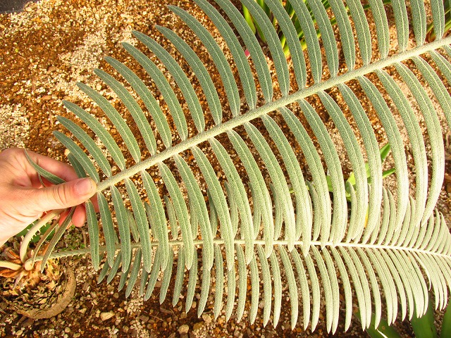 サイカス シアメンシス (Cycas siamensis) タイシルバー | 希少植物の
