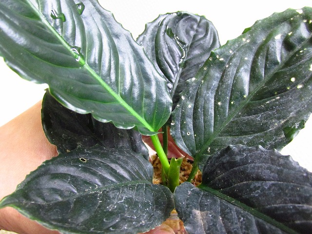 アグラオネマ メタリカ(Aglaonema metallica) | 希少植物の販売