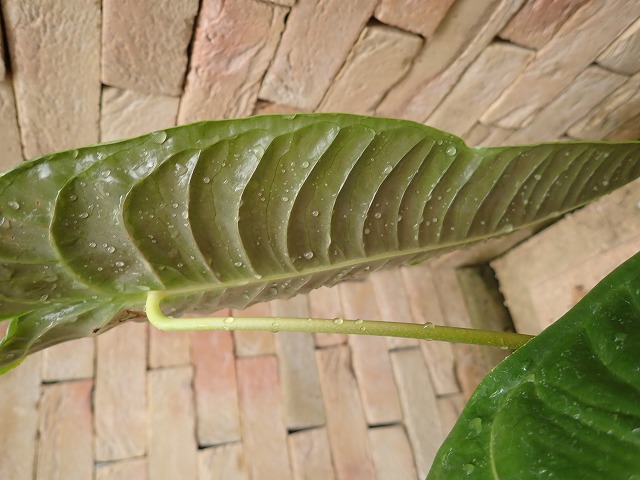 アンスリウム ベイチ スーパーナローフォーム (Anthurium Veitchii