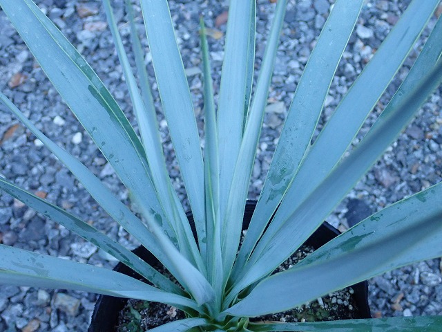 ユッカ ロストラータ シルバーブルー(Yucca rostrata seed selected