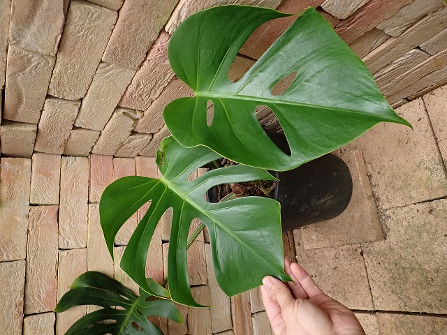 モンステラ デリシオーサ スケルトン オリジナルクローン(Monstera