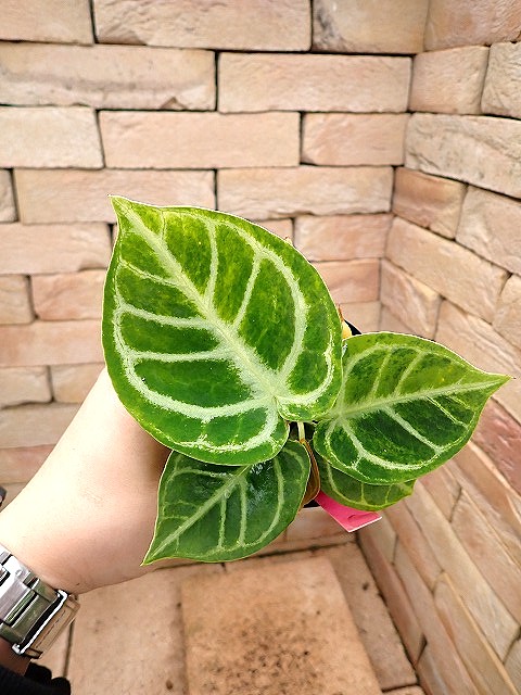 アンスリウム ドラヤキ 貴重な斑入り | 希少植物の販売 アグラオネマ