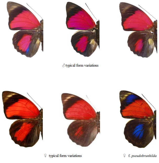 Agrias claudina croesus - AgriasButterflies.com