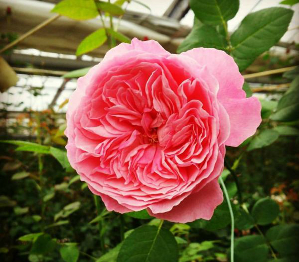 いいものを作れば売れる」時代ではない バラ園2代目がはじめた挑戦