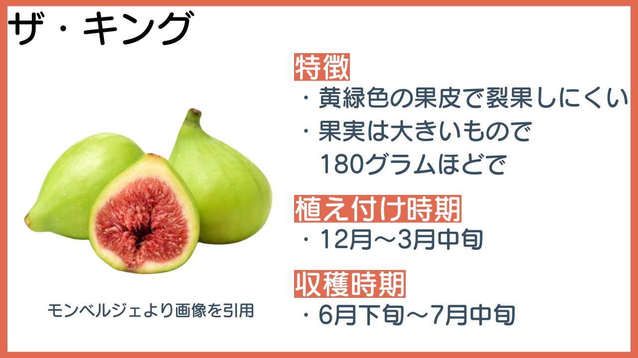 イチジクの品種18選！図解付きで分かりやすく解説【家庭菜園
