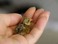 世界が愛する日本のうずら その国際ブランドに秘められた可能性