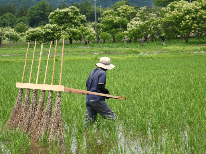 田んぼの草取りを楽にする「竹ぼうき除草機」の作り方【DIY的半農生活