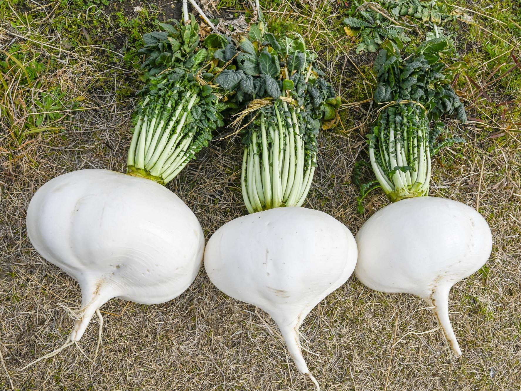 桜島大根ってどんな大根？ 旬や栽培方法、おいしく食べるレシピを解説