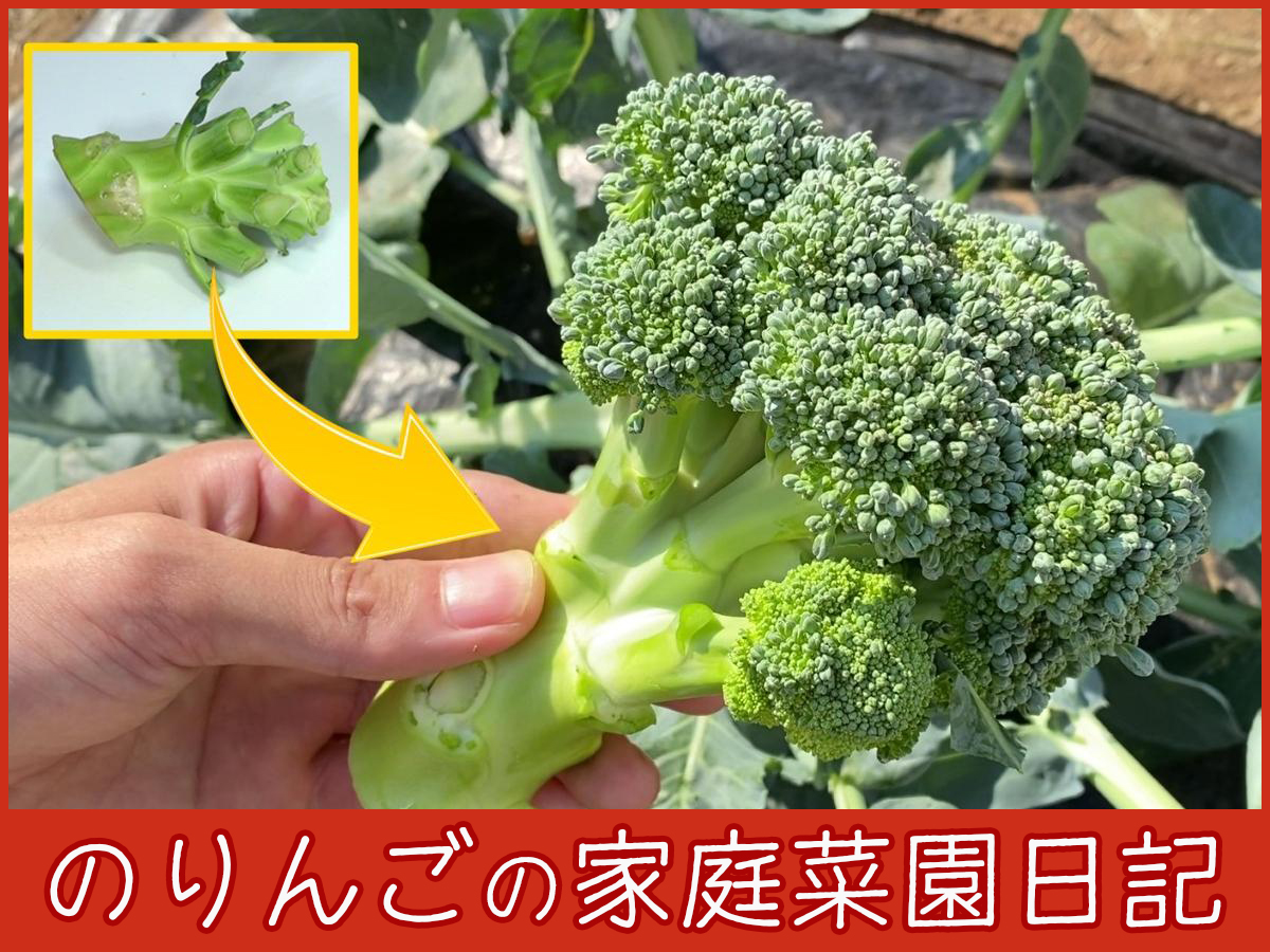 食べたブロッコリーの茎を植えたら、また立派なブロッコリーができた