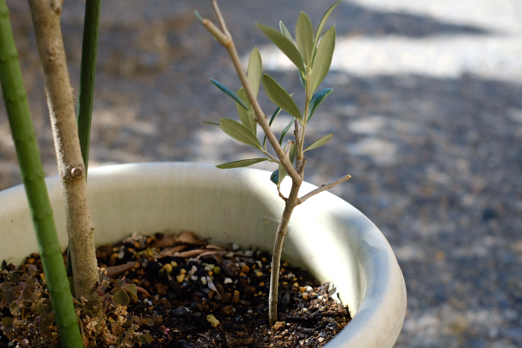 農家が教えるオリーブの剪定方法 「強剪定」「間引き剪定」「切り戻し