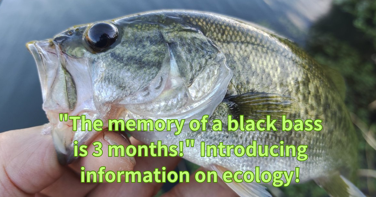 ブラックバスの記憶力は3カ月!」生態に関する情報を紹介! | 釣りたい