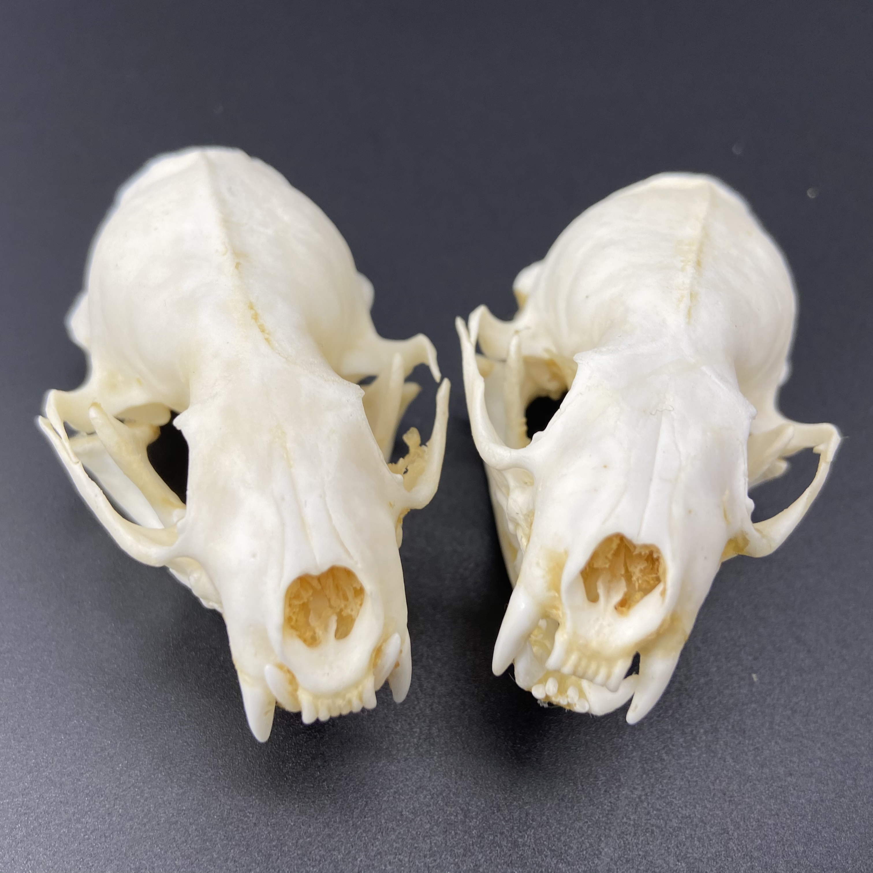 2/5/10 個本物のミンクの頭蓋骨、高級動物標本、ギフト サイズ 7