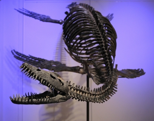 モロッコのプレシオサウルスの脊椎 化石 恐竜 モロッコのプレシオ