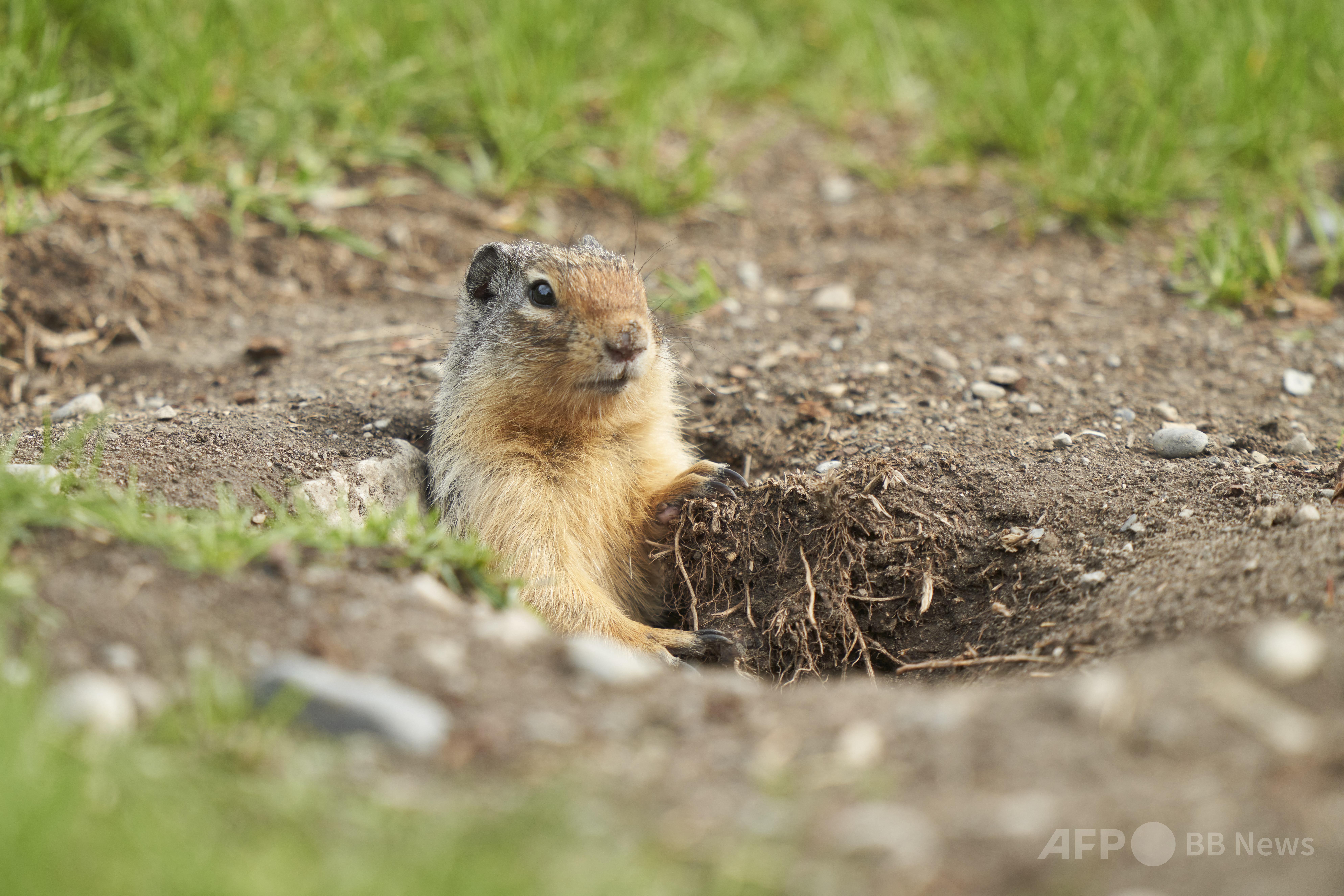 野ネズミを狩る…リスの積極的な捕食行動を初確認 米研究 写真4枚 国際