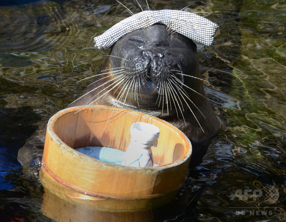癒やしのアザラシ温泉芸「いい湯だな」 箱根 写真15枚 国際ニュース