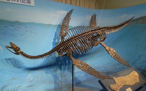 モロッコのプレシオサウルスの脊椎 化石 恐竜 モロッコのプレシオ