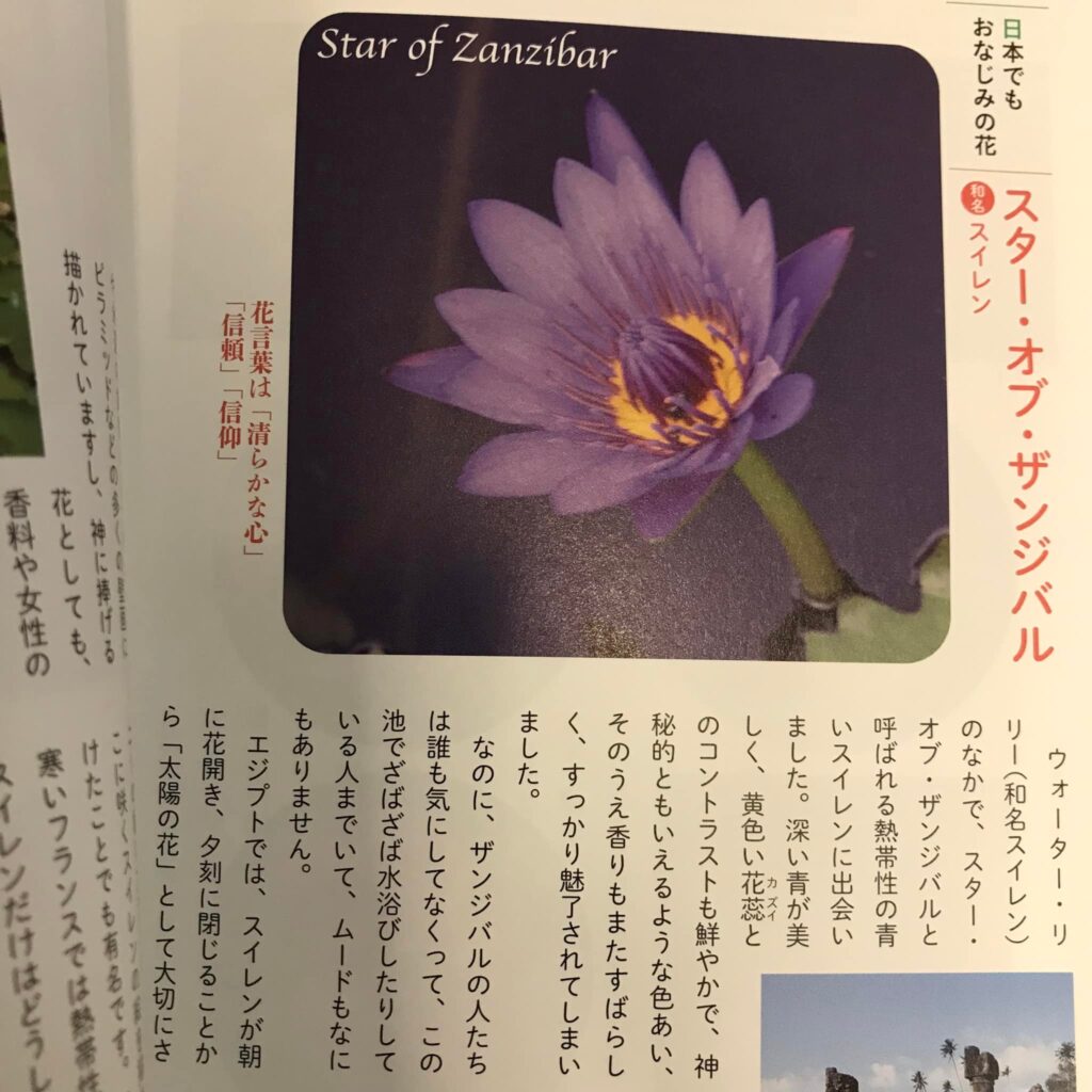 高校の教室に咲いた、スター・オブ・ザンジバル 熱帯性スイレン