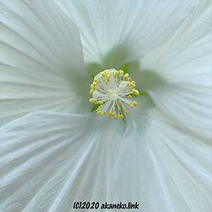 4年目のタイタンビカス・エルフ：大雨の中で開花（2020） | アカネコ生活