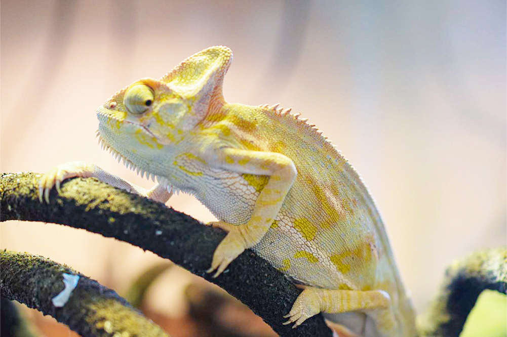 エキゾチック外来 | 東中野アック動物医療センター | 中野区の犬・猫