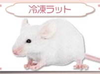 アダルトマウスMサイズ】1匹167円・安い冷凍マウス通販｜東京販売店