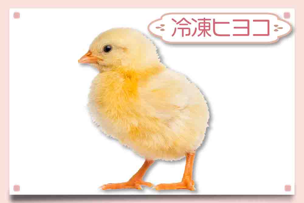 冷凍ヒヨコ通販・激安値段】オス315羽（1羽50円）東京販売店｜ヘビ