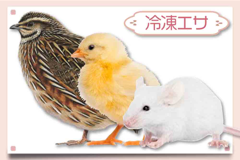 アダルトマウスLLサイズ】冷凍マウス通販・安いおすすめ餌｜東京販売店