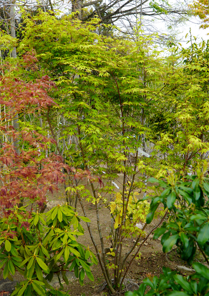 山採り自然樹形イロハモミジ販売 秋元園芸
