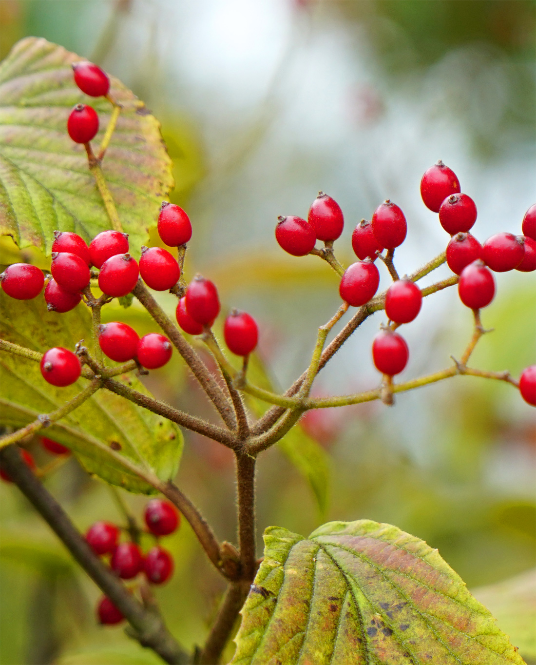 自然樹形山採りミヤマガマズミ販売 秋元園芸 茨城県那珂市