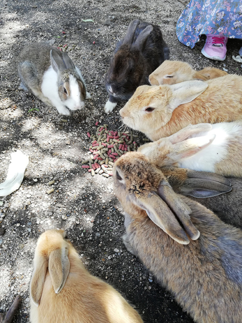うさぎの島で癒やされる！大久野島に行ってきました