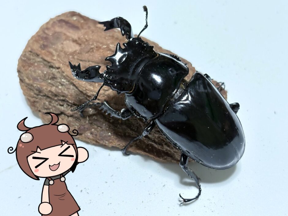 標本】タランドゥスオオツヤクワガタ コンゴ産89.8ミリ 飼育品 標本