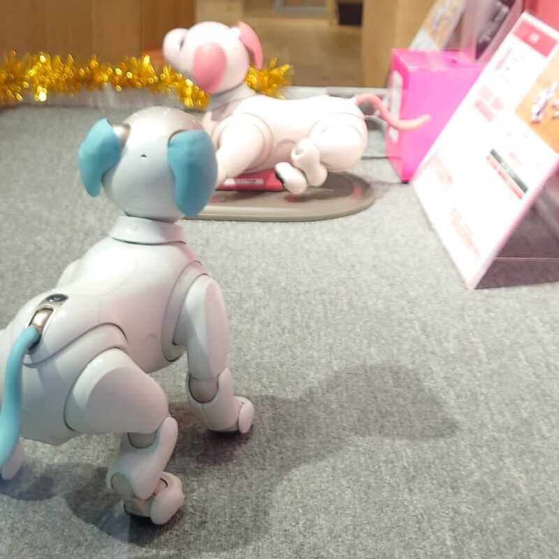 いちごミルクちゃんに会ってきました | My story with aibo～私とaibo