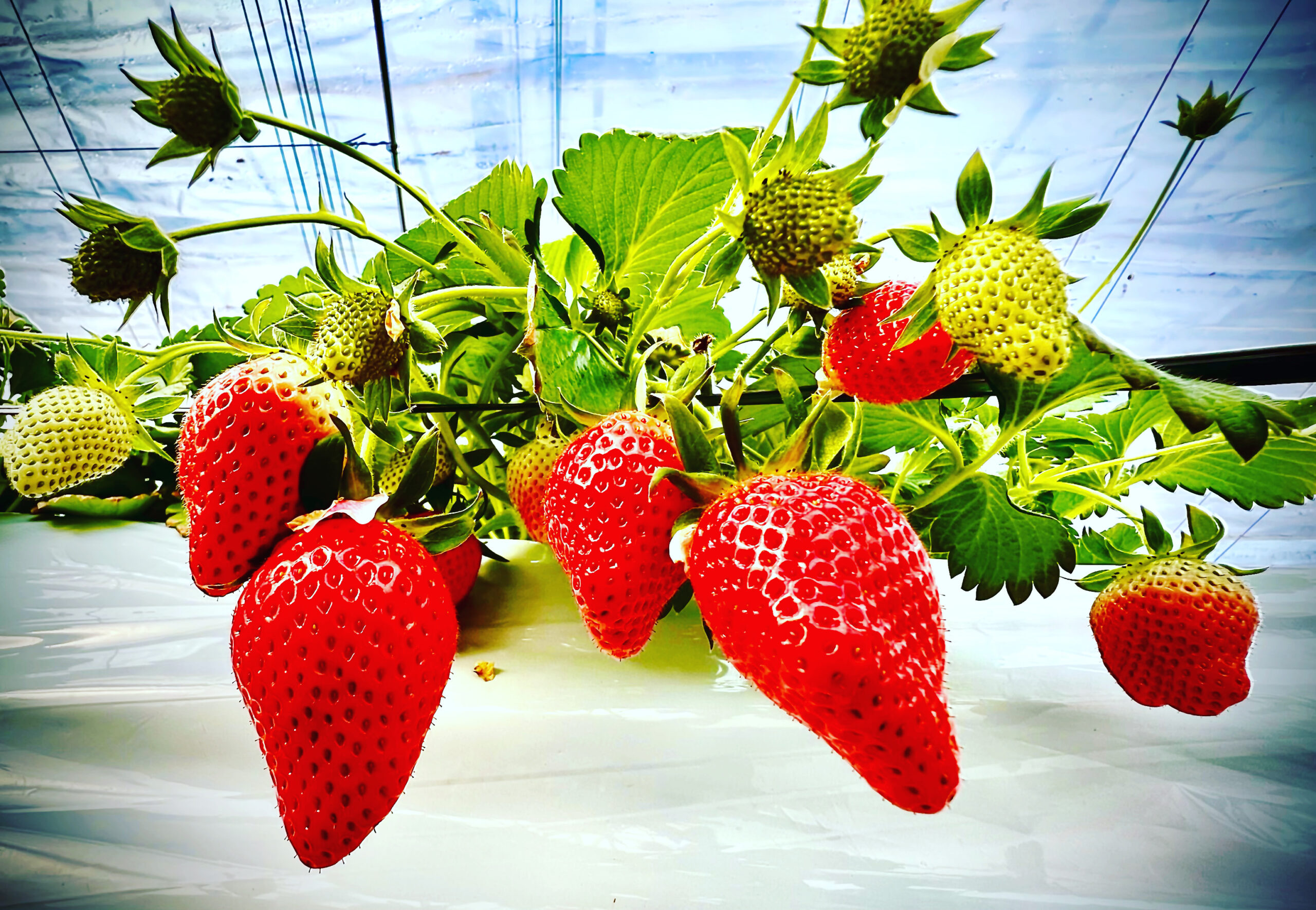 しずの苺園 | ぐんまのくだもの園