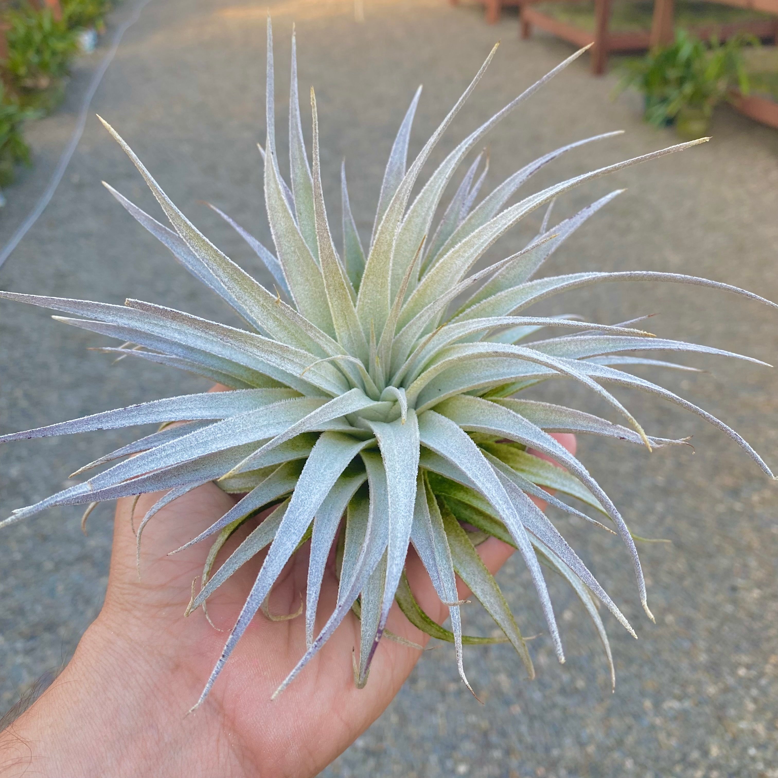 Gardneri var Rupicola – Air Plant Hub