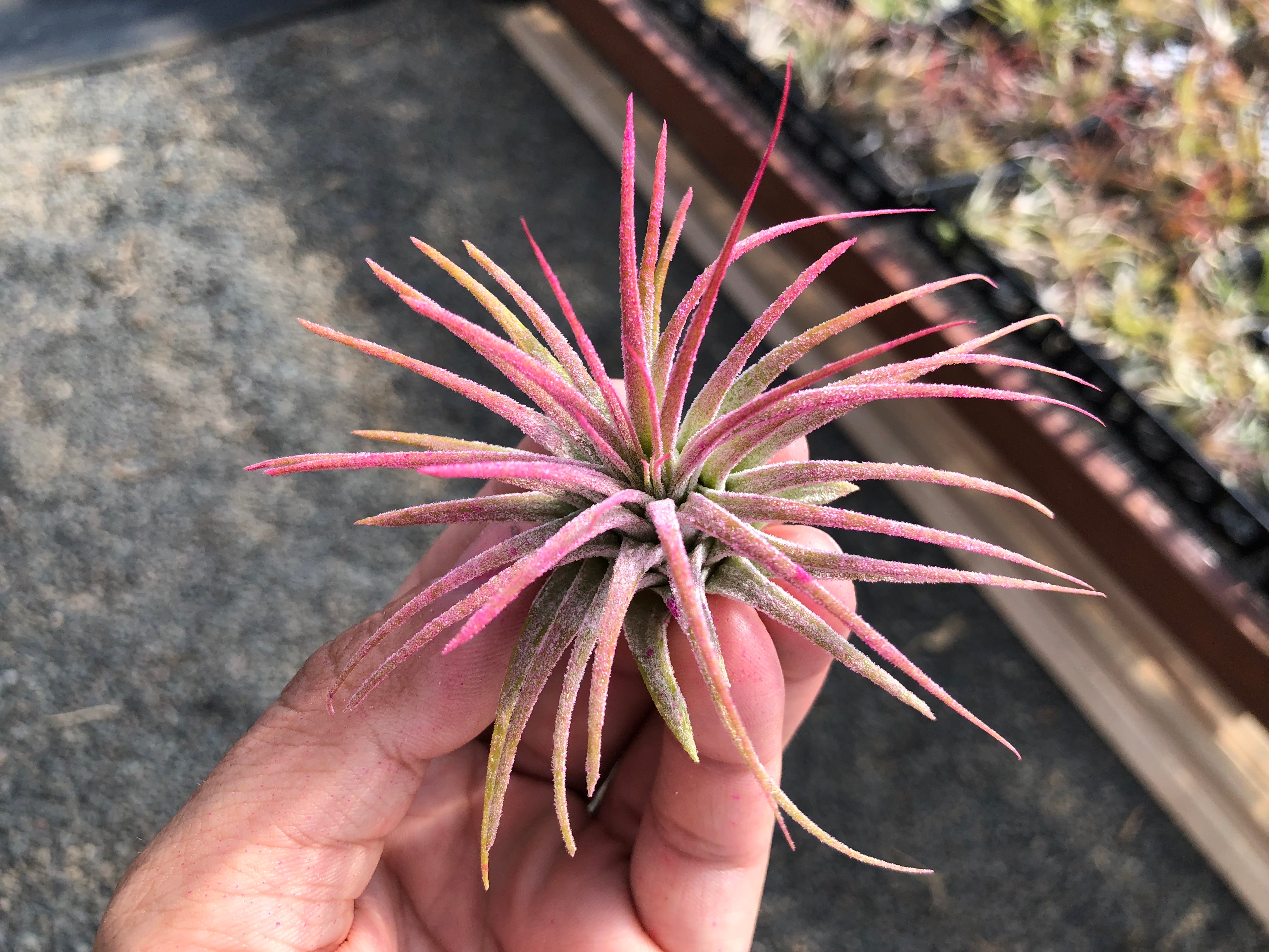 Wholesale Ionantha Pink (Minimum Order 5) – Air Plant Hub