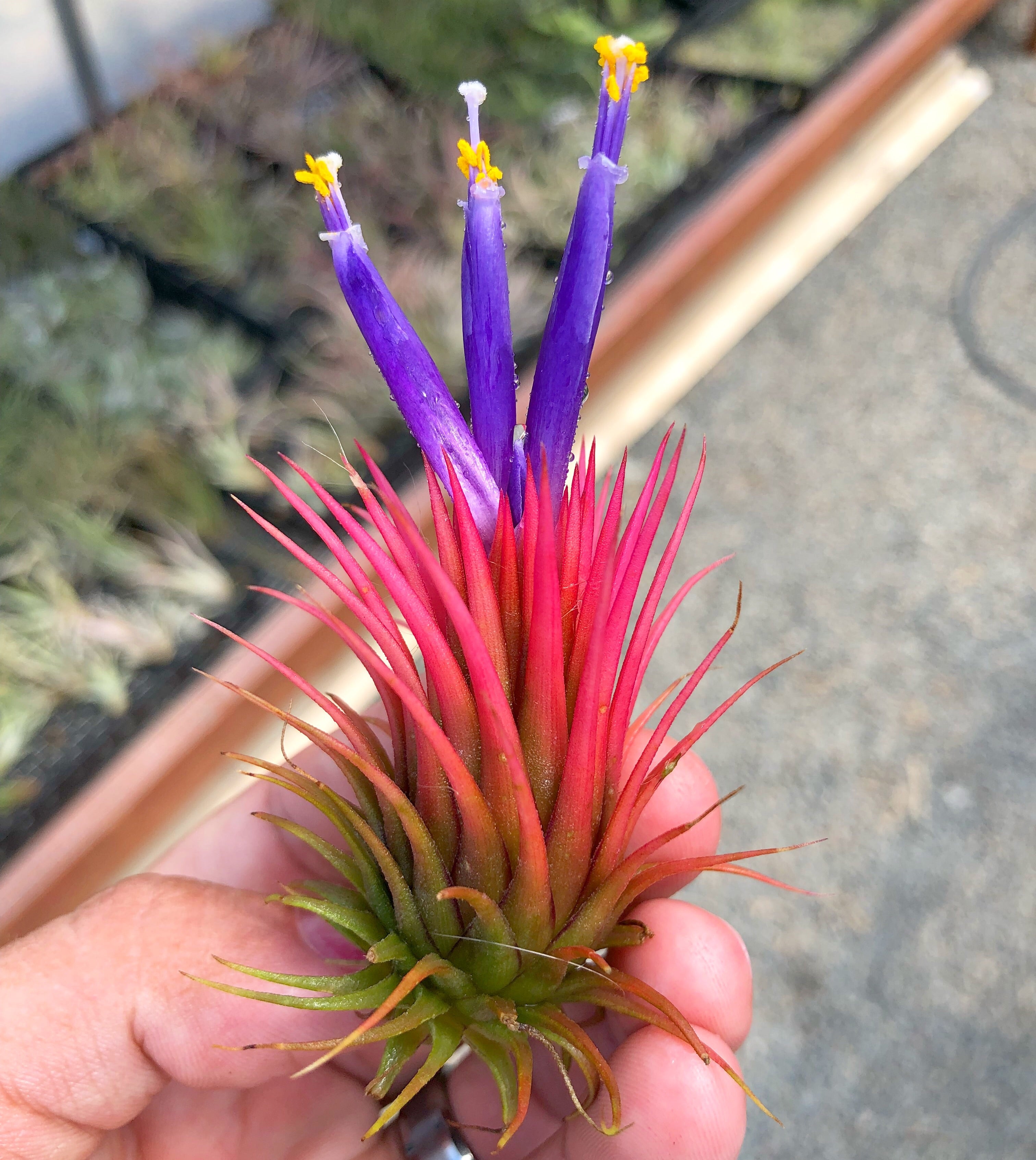 Ionantha 'Rosita' RARE – Air Plant Hub