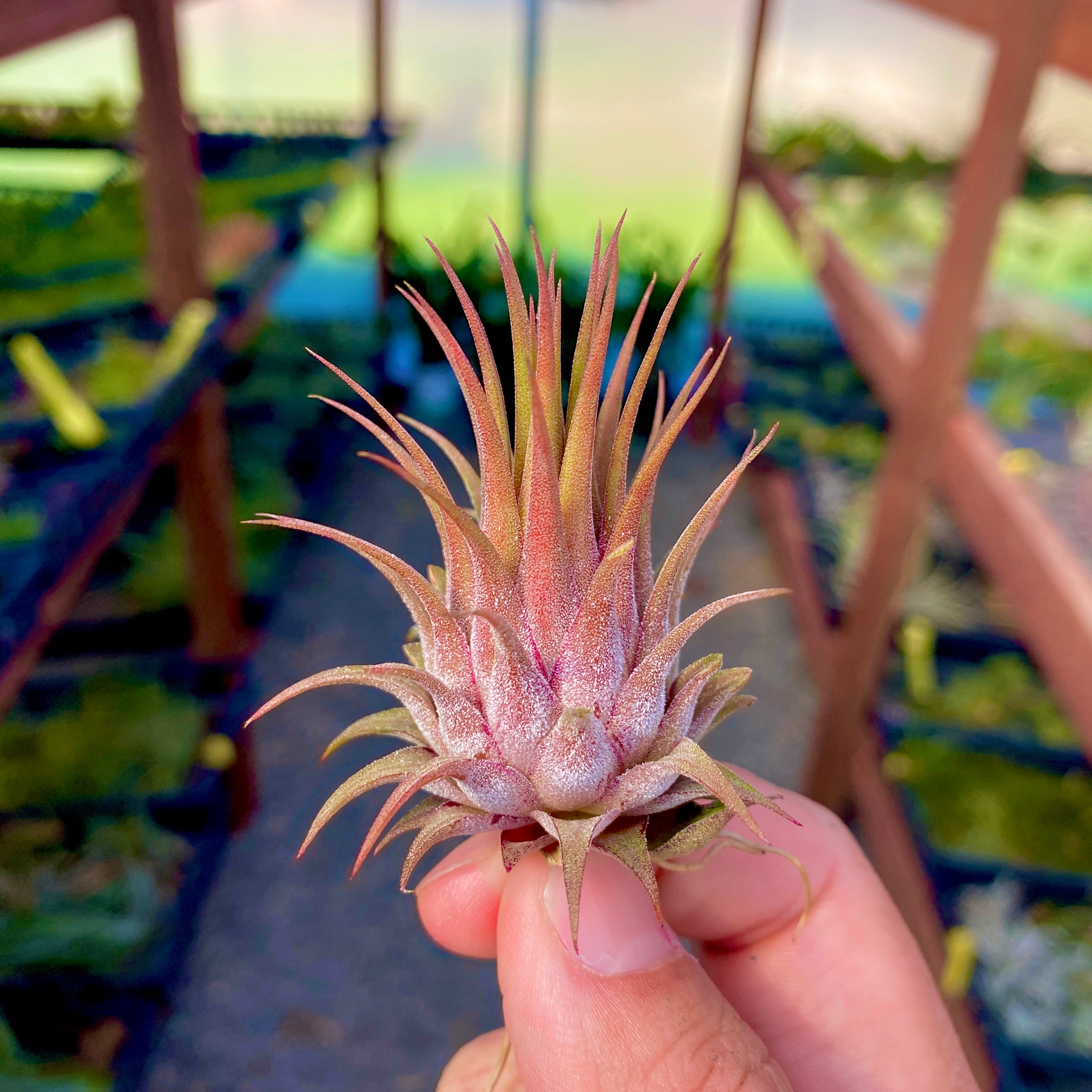 Ionantha 'Rosita' RARE – Air Plant Hub