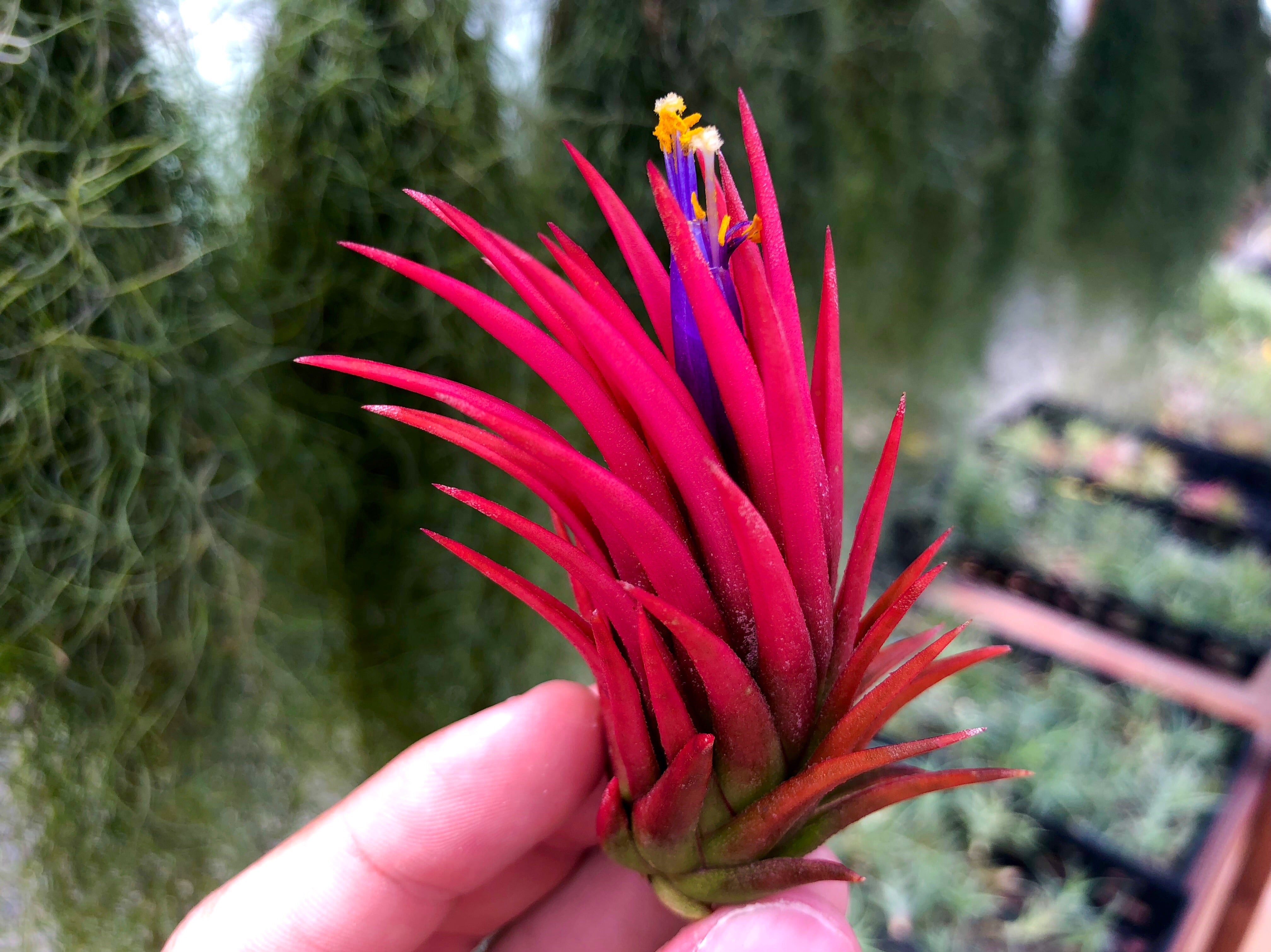 Ionantha 'Rosita' RARE – Air Plant Hub