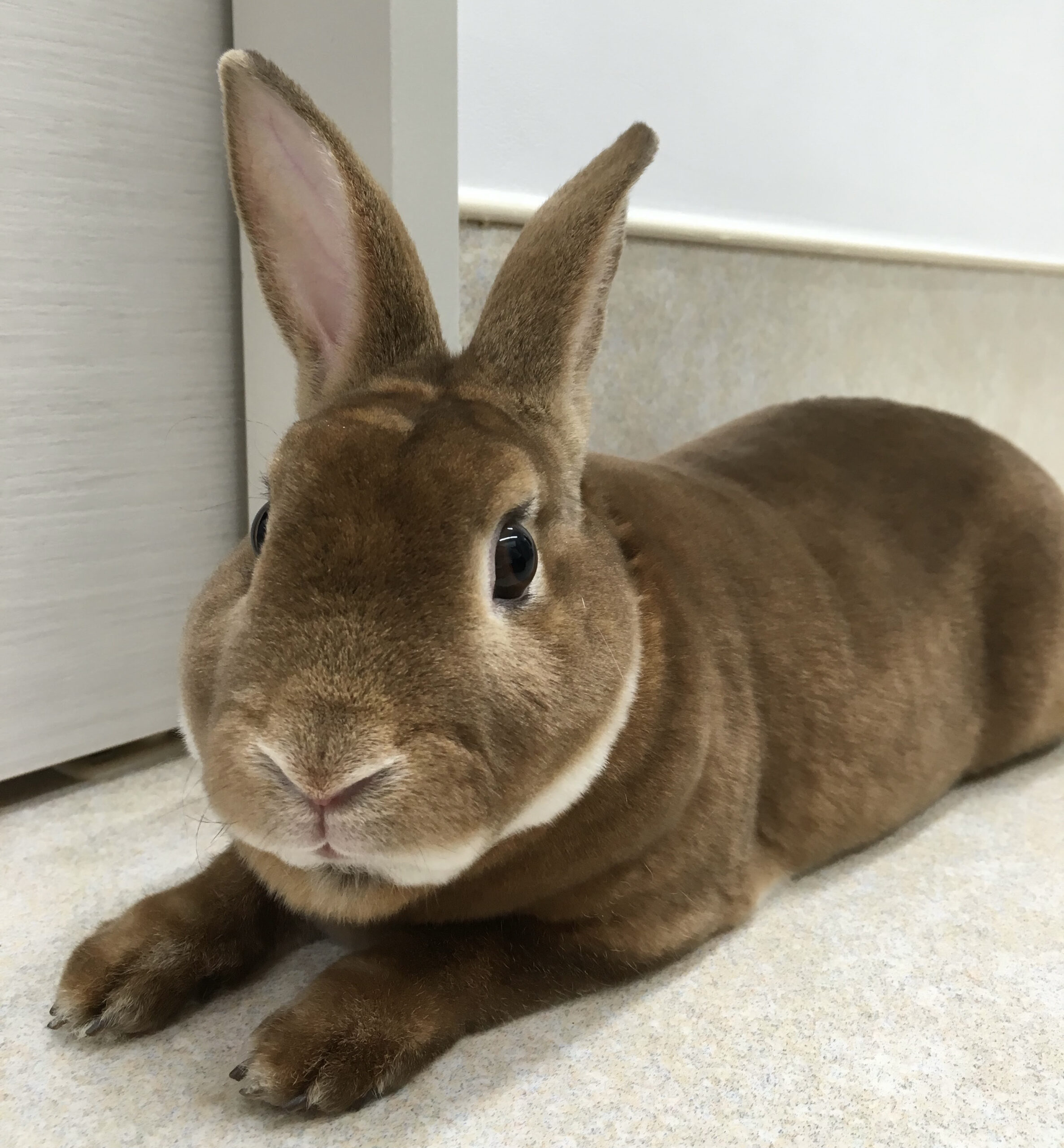 うさぎの診察とよくある主訴・症状について|あいづま動物病院|刈谷市