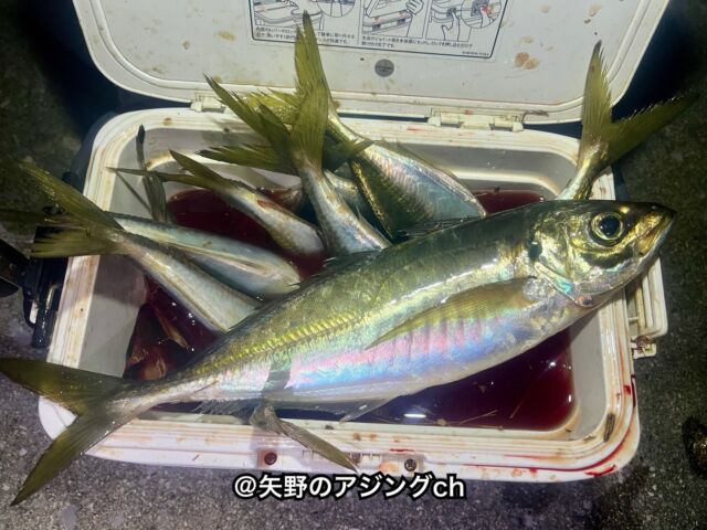 オリムピック】ヌーボコルト プロトタイプ612L－Tのインプレ