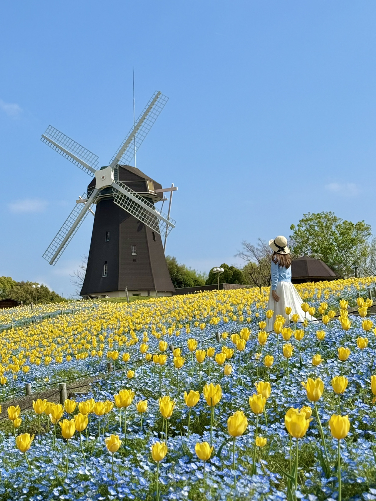 大阪 ❤︎ GWに行きたい無料の公園💐ネモフィラとチューリップ